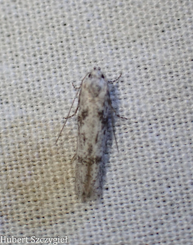 iNaturalist observation photo of Curved-horn Moths