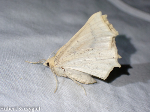iNaturalist observation photo of Prochoerodes truxaliata