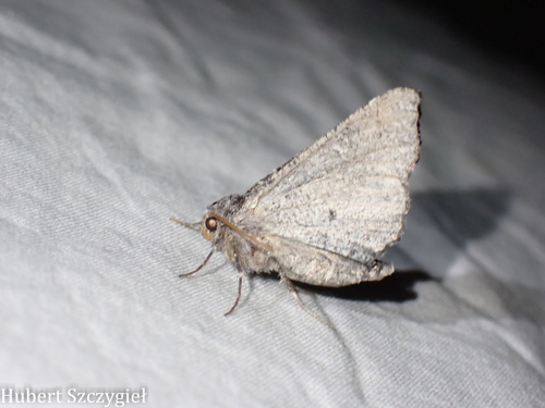 iNaturalist observation photo of Pero Moths