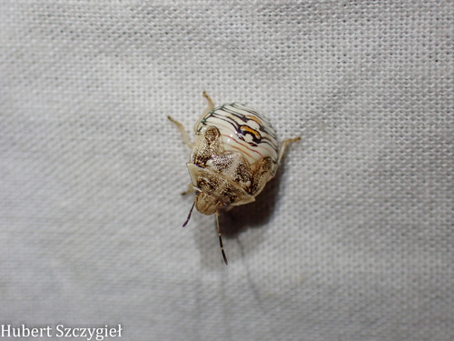 iNaturalist observation photo of Thyanta