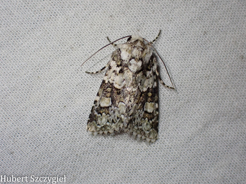 iNaturalist observation photo of Lacinipolia