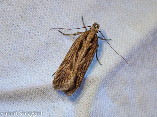 iNaturalist observation photo of Gelechiini