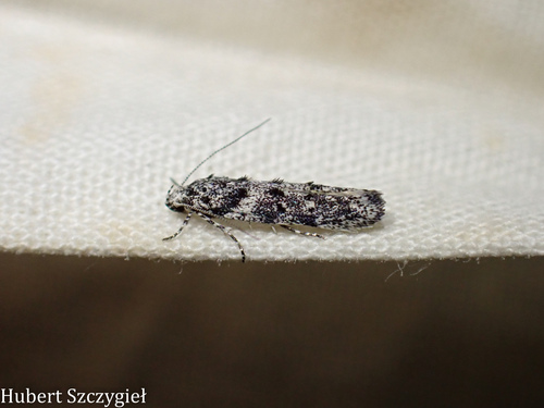 iNaturalist observation photo of Gelechiinae