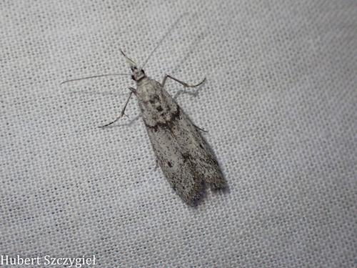 iNaturalist observation photo of Phycitini