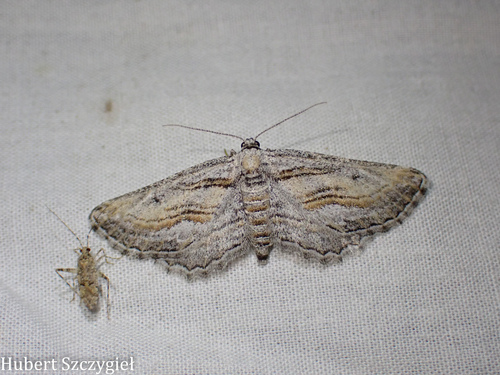 iNaturalist observation photo of Hulstina imitatrix