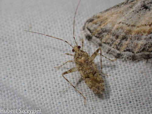 iNaturalist observation photo of Phytocoris