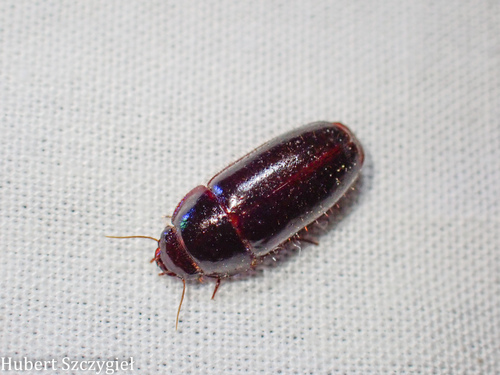 iNaturalist observation photo of Western False-form Beetles