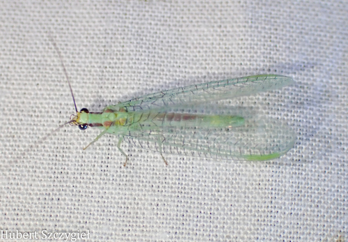 iNaturalist observation photo of Stink Lacewings