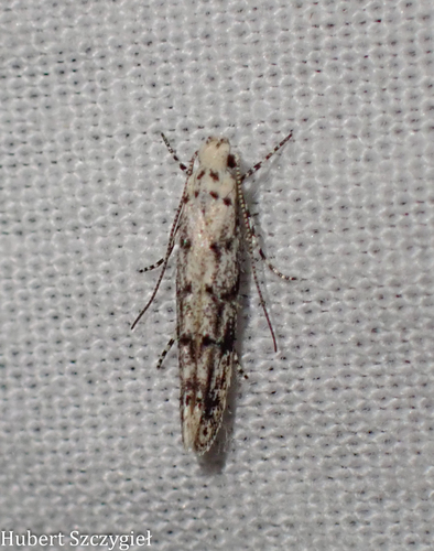 iNaturalist observation photo of Litini