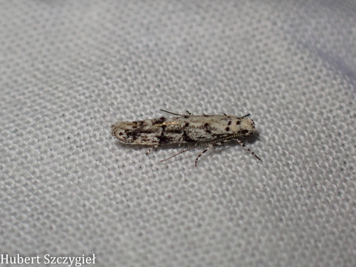 iNaturalist observation photo of Litini