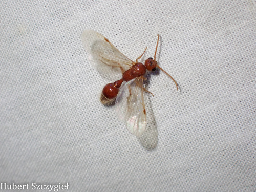 iNaturalist observation photo of Odontophotopsis
