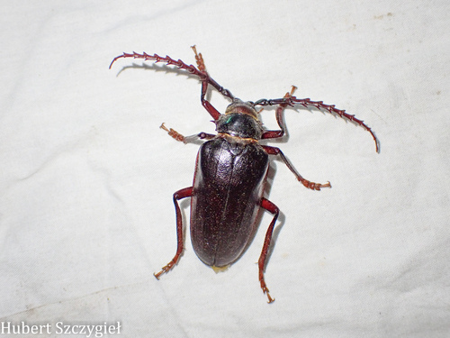 iNaturalist observation photo of California Root Borer
