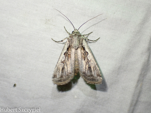 iNaturalist observation photo of Agrotina