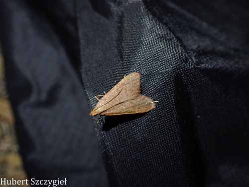 iNaturalist observation photo of Arta