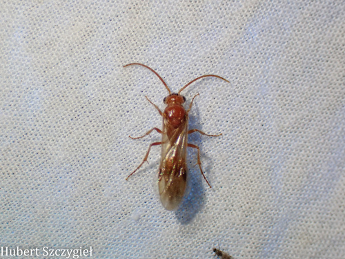 iNaturalist observation photo of Ants, Bees, Wasps, and Sawflies