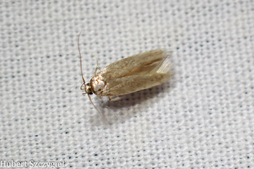 iNaturalist observation photo of Curved-horn Moths