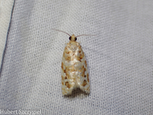 iNaturalist observation photo of Archipini