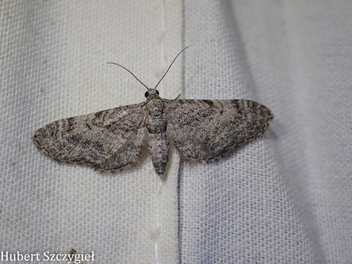 iNaturalist observation photo of Pug Moths