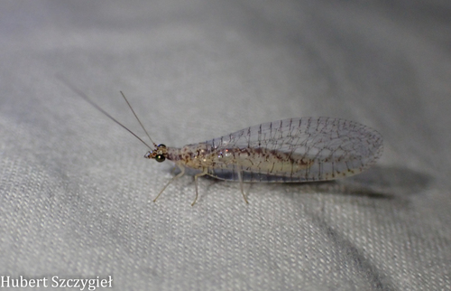 iNaturalist observation photo of Shadow Lacewings