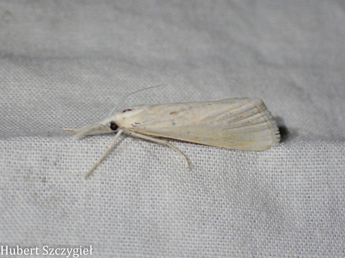 iNaturalist observation photo of Grass-veneers and Allies