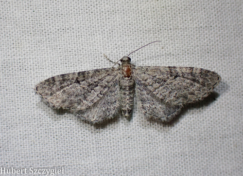 iNaturalist observation photo of Pug Moths