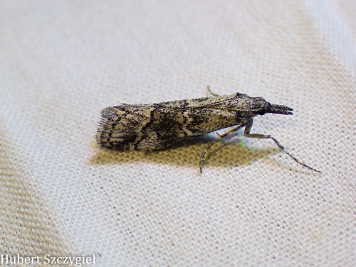 iNaturalist observation photo of Butterflies and Moths