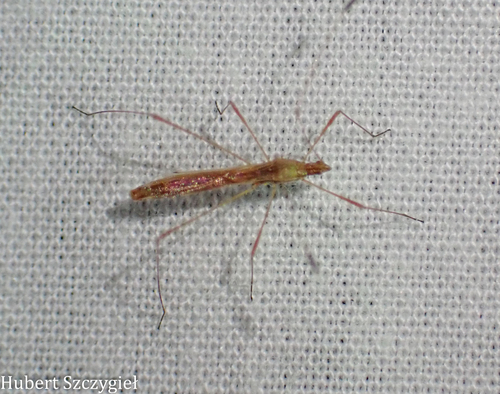 iNaturalist observation photo of True Bugs, Hoppers, Aphids, and allies