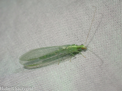 iNaturalist observation photo of Chrysopini