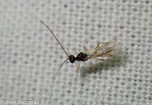 iNaturalist observation photo of Braconid Wasps
