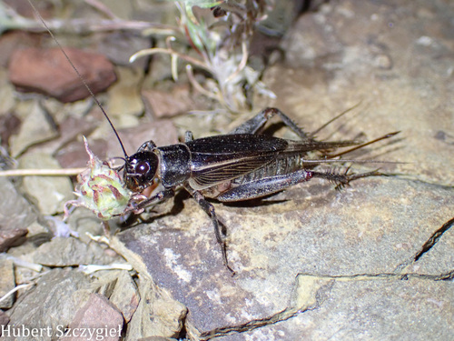 iNaturalist observation photo of Gryllini