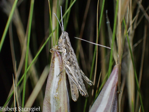 iNaturalist observation photo of Spotted Wing Grasshopper
