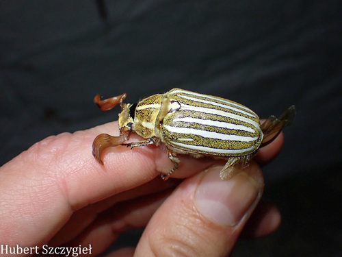 iNaturalist observation photo of Ten-lined June Beetle