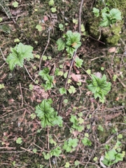 Ribes alpinum