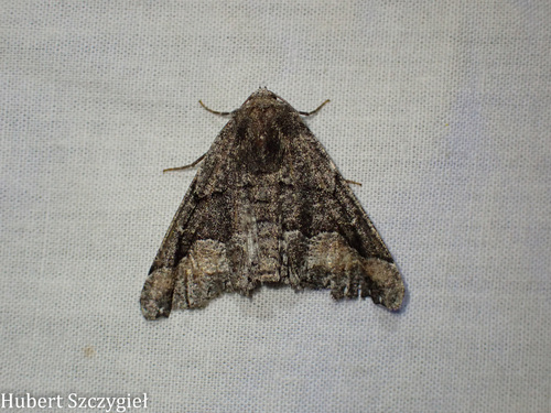 iNaturalist observation photo of Pero Moths
