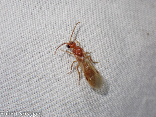 iNaturalist observation photo of Odontophotopsis