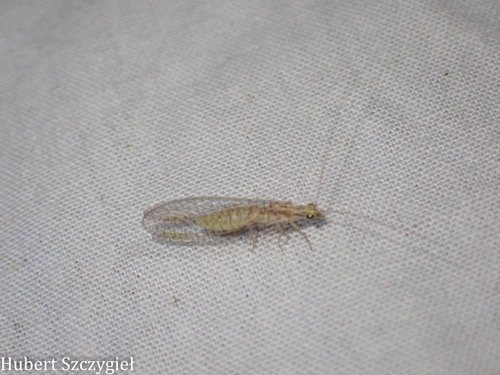 iNaturalist observation photo of Chrysopini