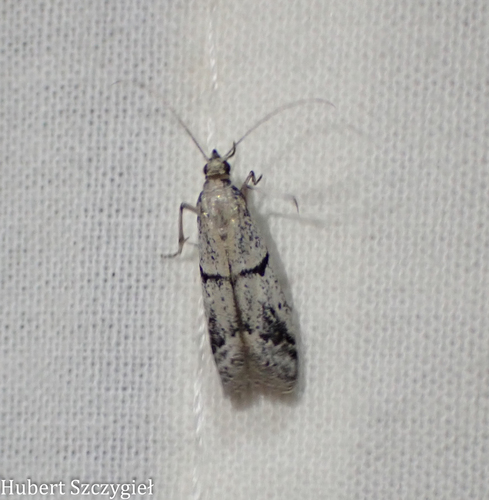 iNaturalist observation photo of Phycitini