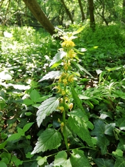 Lamium galeobdolon