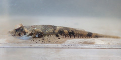Common Dragonet photo 3