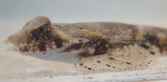 Common Dragonet photo 5