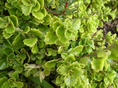 Plectranthus lucidus