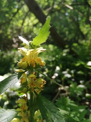 Lamium galeobdolon