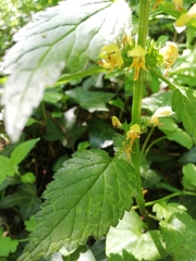 Lamium galeobdolon