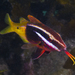Bicolour Goatfish - Photo (c) mattdowse, some rights reserved (CC BY-NC), uploaded by mattdowse