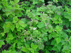 Rubus × loganobaccus