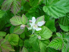Rubus × loganobaccus