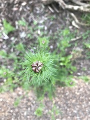 Nigella damascena