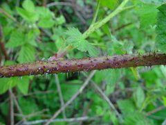 Rubus × loganobaccus