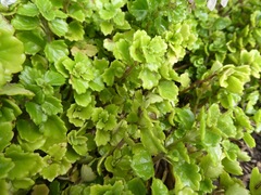 Plectranthus lucidus
