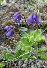 Primula amethystina